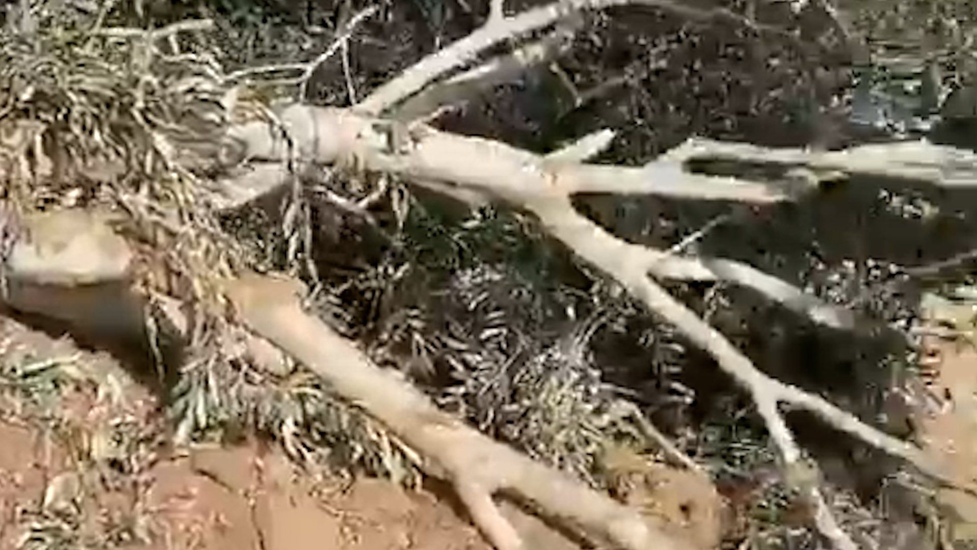 Palestinian farmers survey damage after Israeli forces destroy olive groves