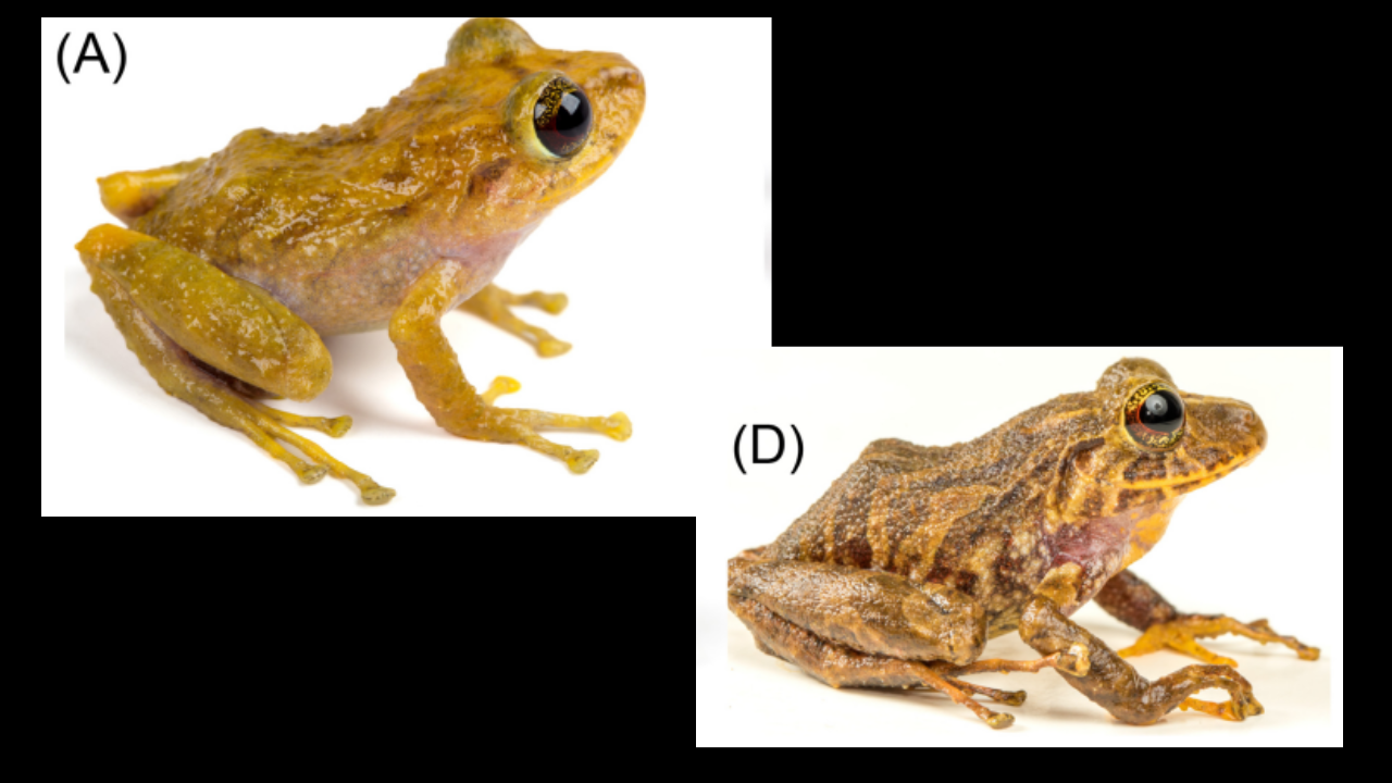 Century-old museum discovery reveals new frog species in South America