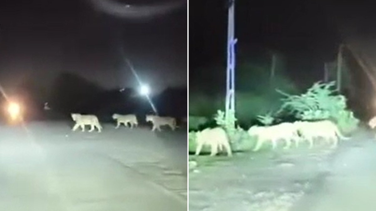 Six lions cross Gujarat highway during monsoon downpour