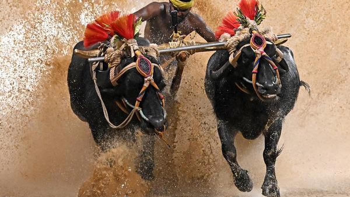 Karnataka's Kambala buffalo races to proceed despite animal welfare concerns