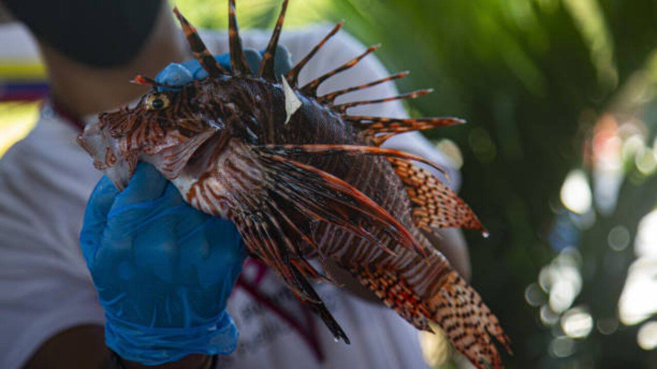 Brazilian port city offers bounty to combat invasive lionfish threat