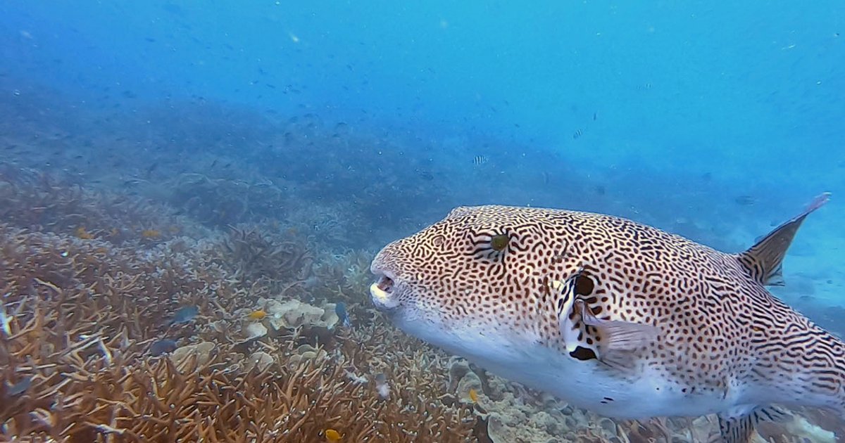 Rising seas threaten coral health at Malaysia's top diving destinations