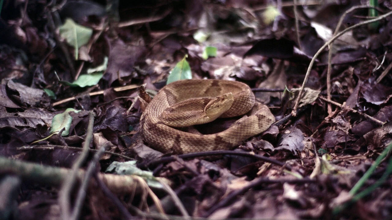 Brazilian pit viper venom led to breakthrough blood pressure drug