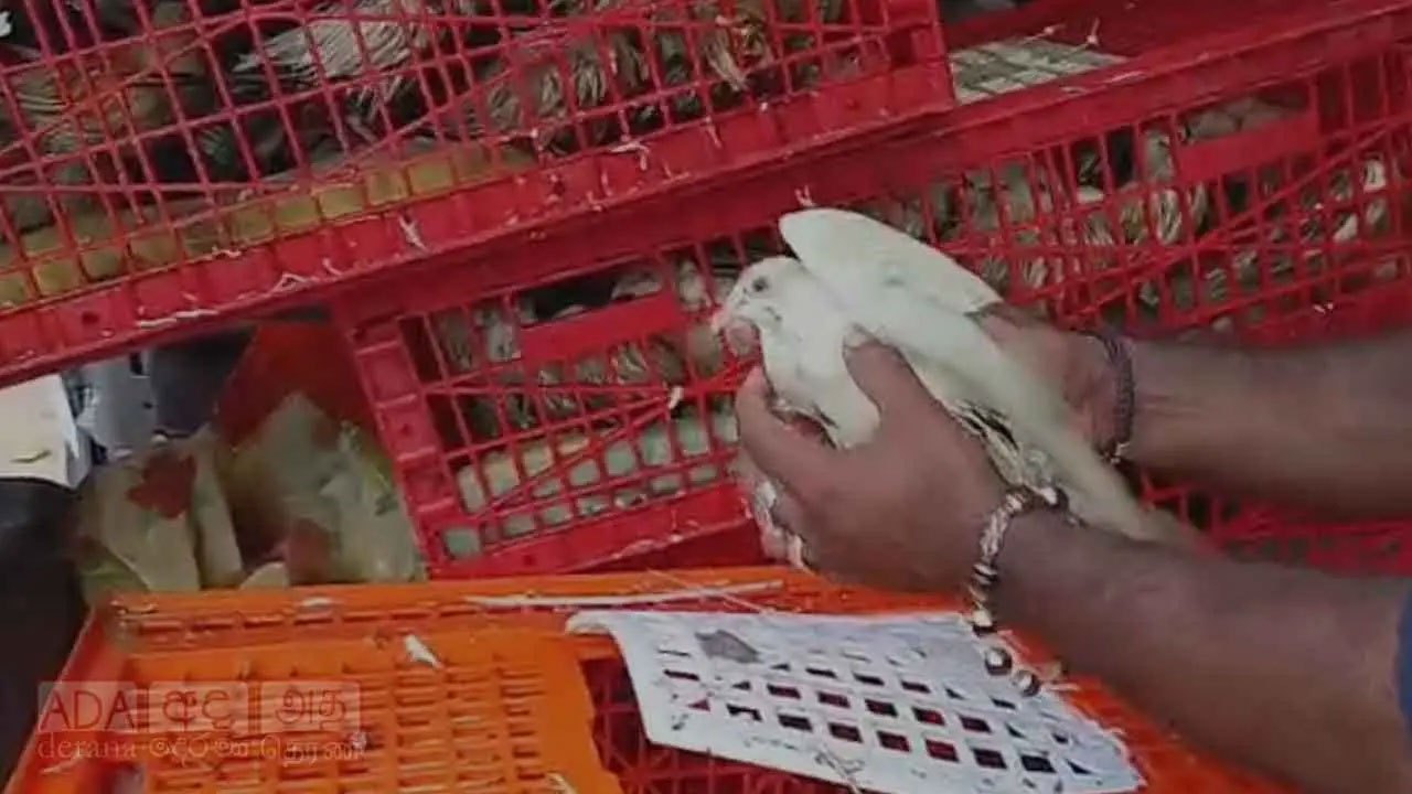 Authorities seize smuggled pigeons worth Rs. 10 million in Kalpitiya