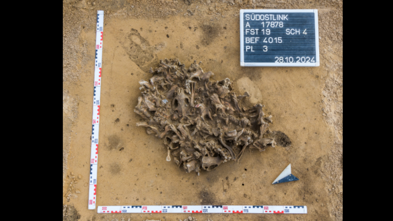 7,000-year-old beaver bone pit reveals early European farming practices