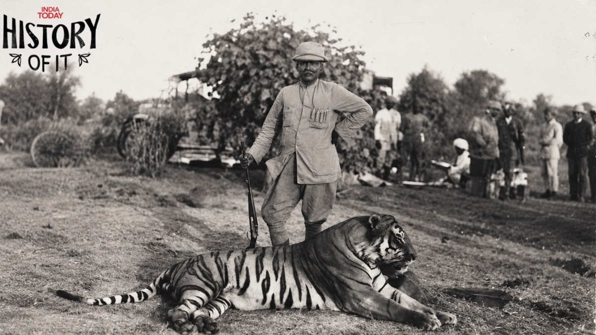 India's Historic Tiger Hunting Program: Government's Conservation Paradox Examined