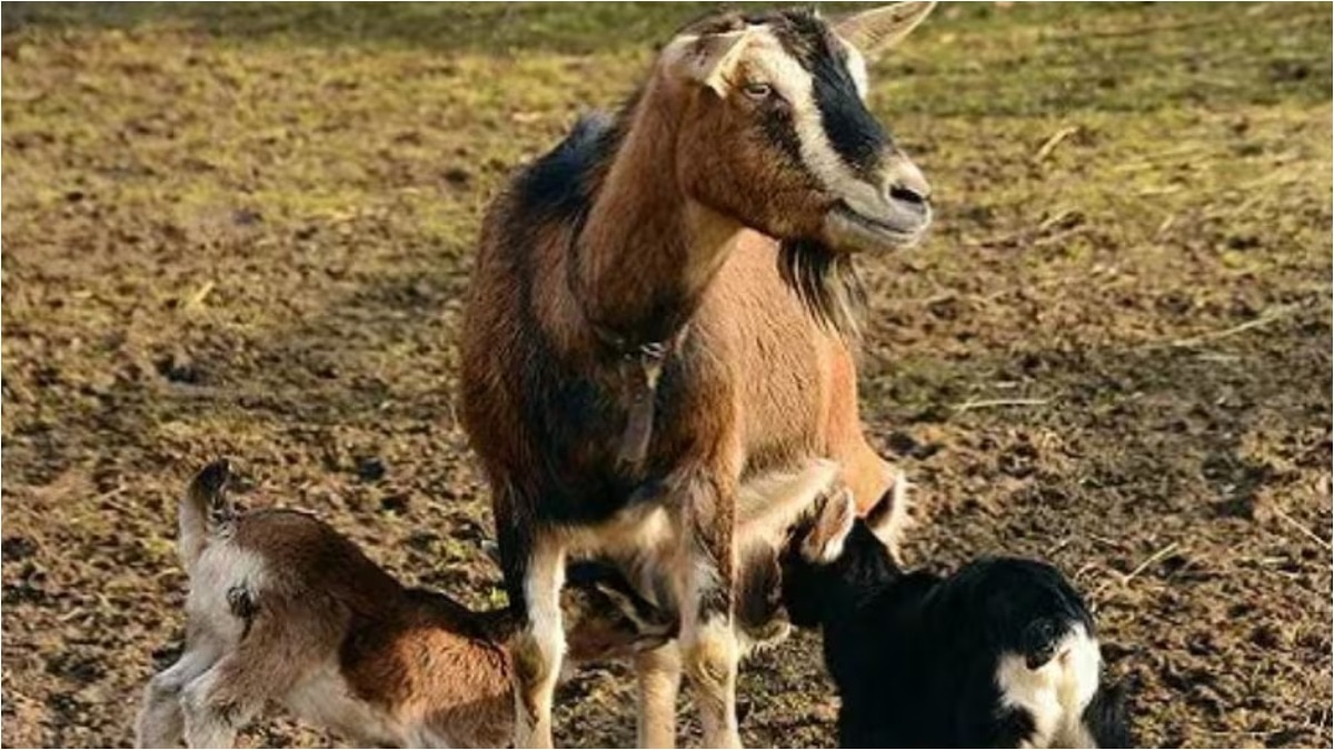 Government Subsidizes Goat Farming as Income Boost for Indian Farmers