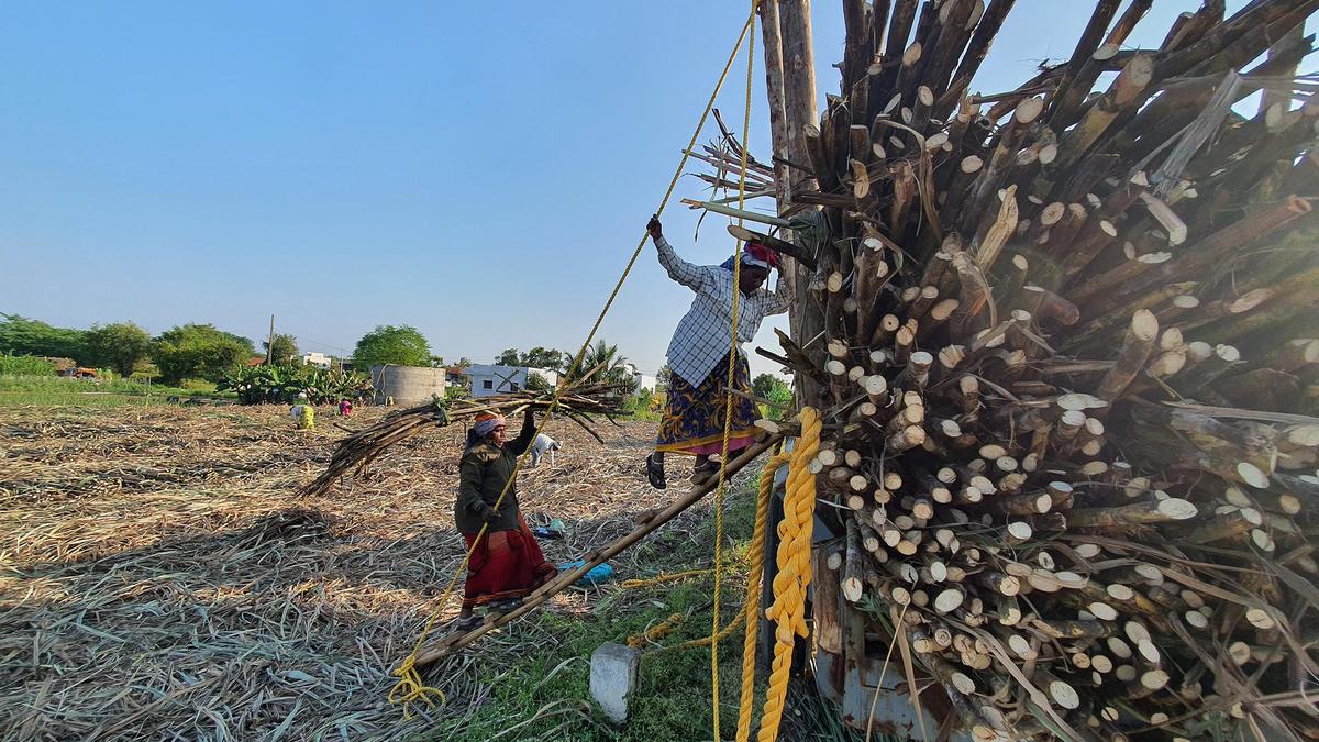 Maharashtra sugarcane workers face job losses as mills embrace mechanisation