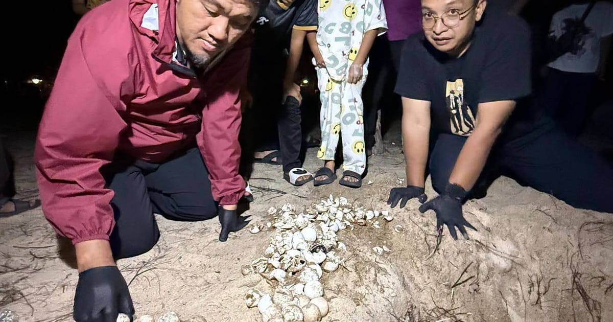 Sea turtles return to Kelantan shores after three-decade absence