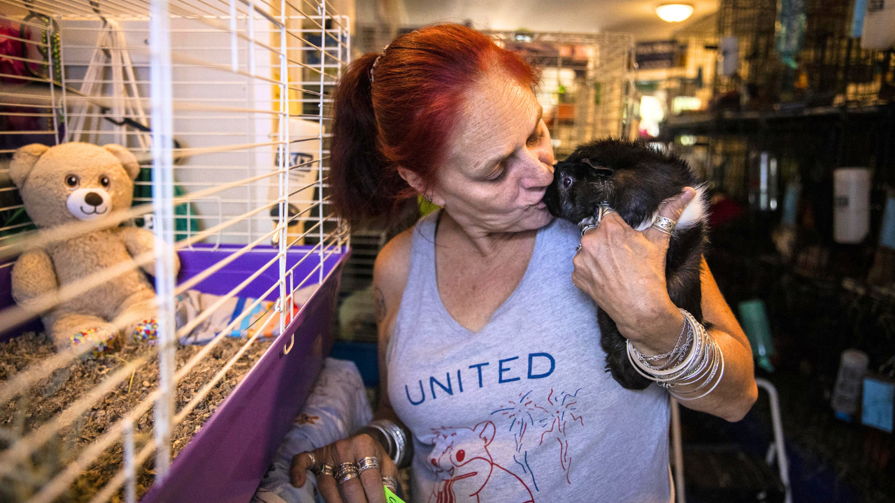 From grief to compassion: Woman builds sanctuary for hundreds of guinea pigs