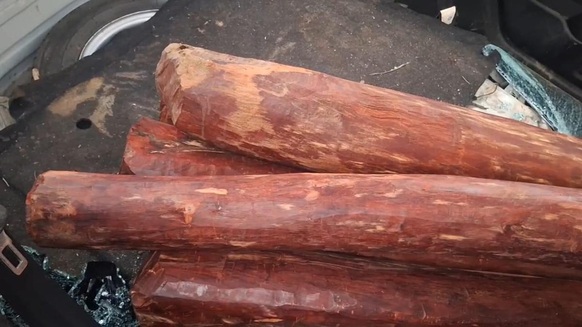 Police bust red sanders smuggling racket, seize 350 kg in Tamil Nadu