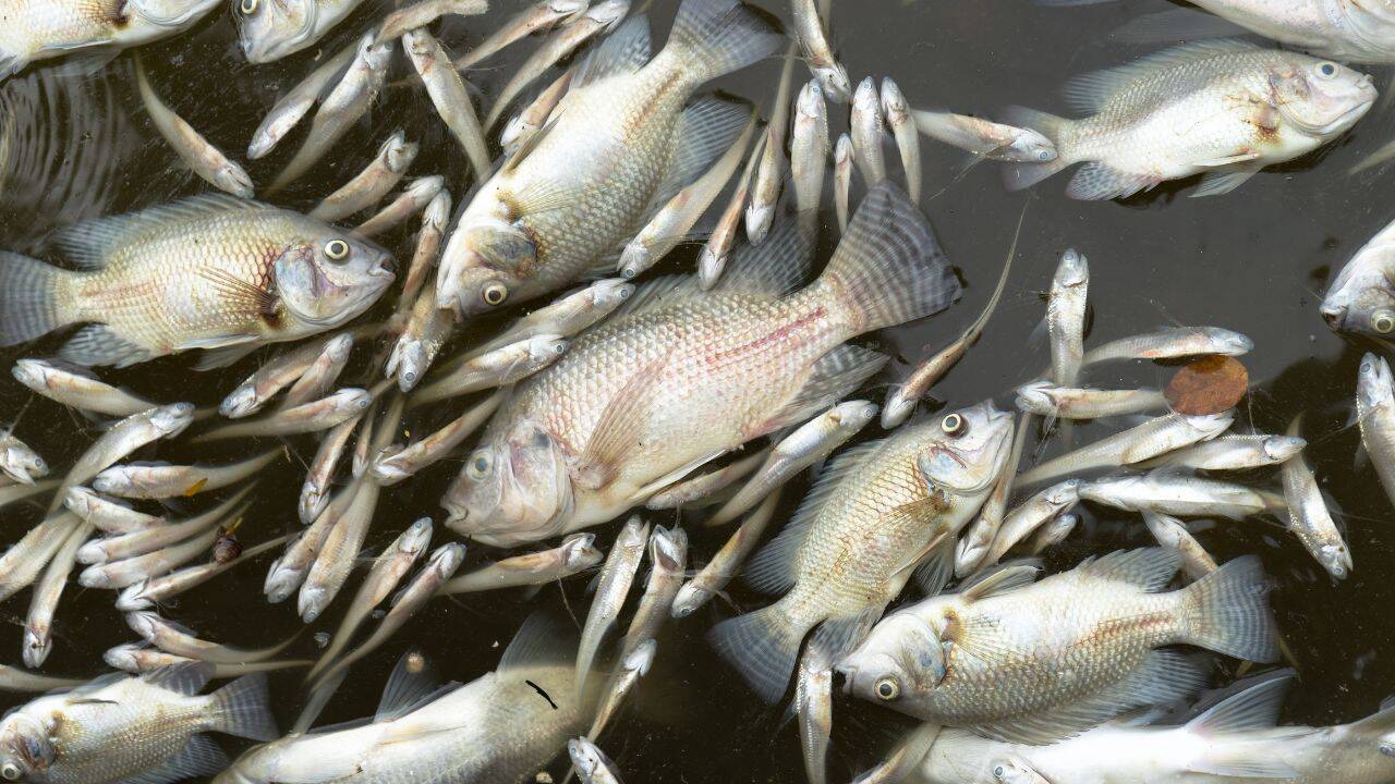 US farm manure spill kills thousands of fish across multiple species