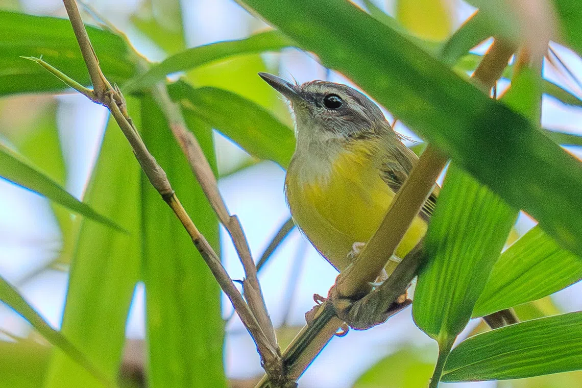 Rare yellow-bellied warbler sighted in Singapore after decade-long absence