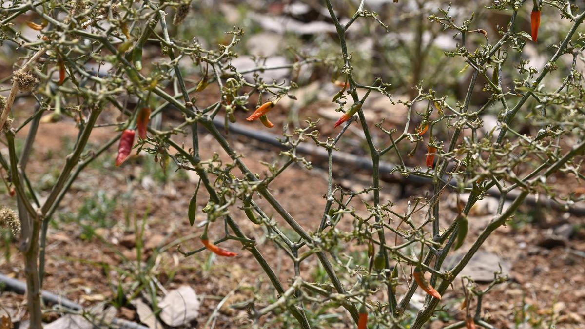 Drought devastates Karnataka's spice cultivation as acreage falls short