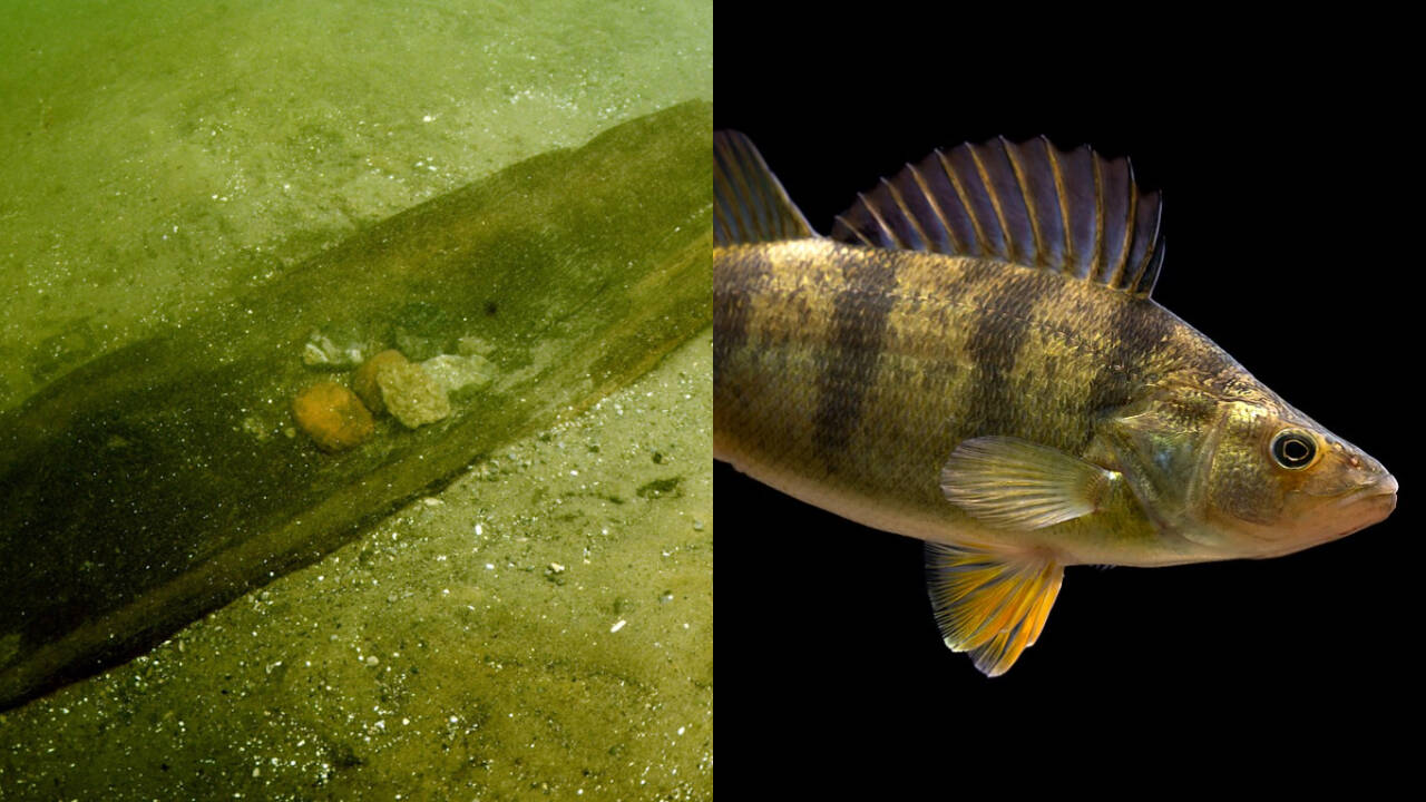 Lake cleanup removes wood debris; fish population crashes dramatically