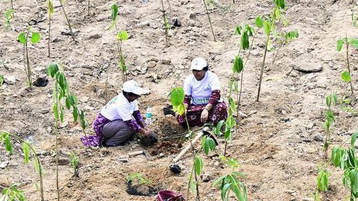 Community planting drives struggle despite strong public participation