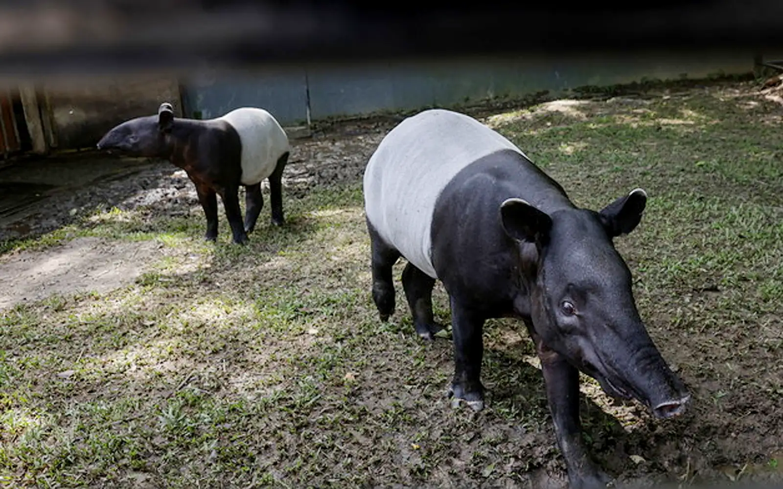Tapir 250kg Ditangkap Selepas Memasuki Kelab Golf Petronas di Kerteh