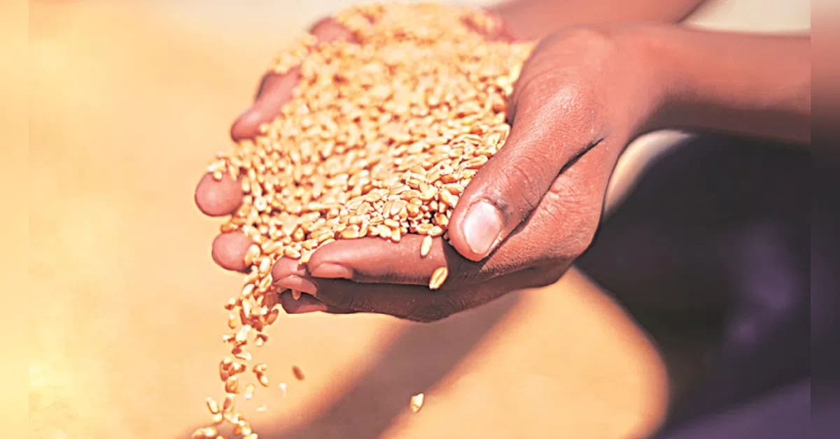 India lifts wheat export ban to ease global supply crisis