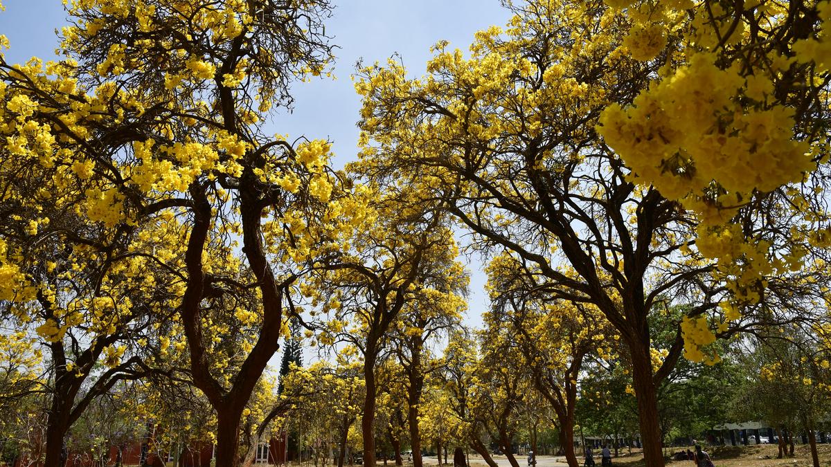Over 70 tree species to be felled for Bangalore's Hebbal tunnel project