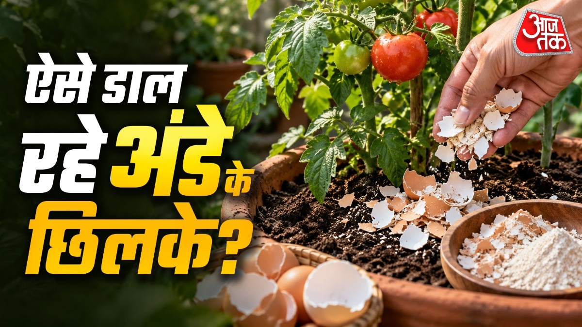 Gardeners warned against placing raw eggshells directly in plant pots