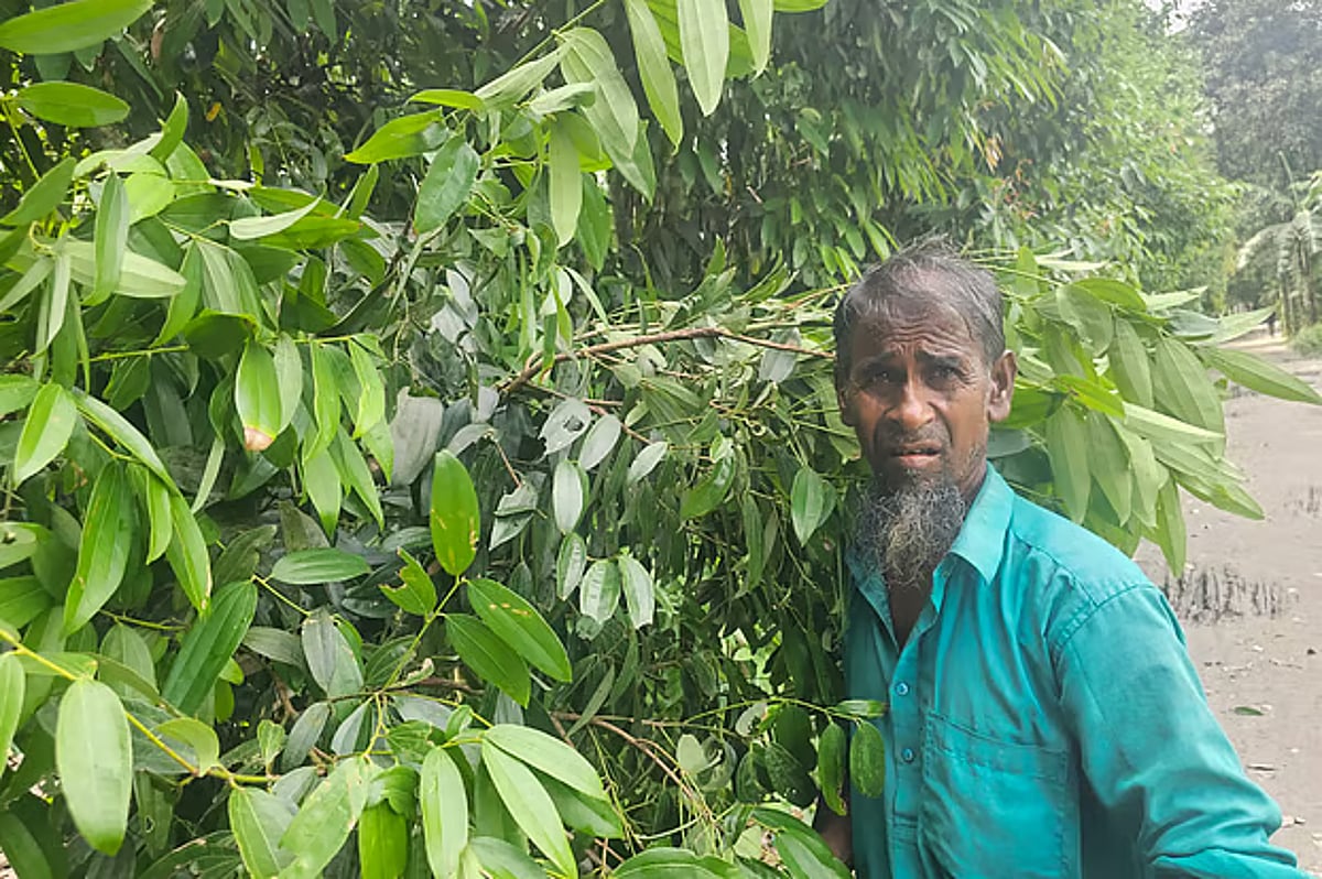 চৌদ্দটি তেজপাতার চারা গলজারের জীবন বদলে দিয়েছে সম্পূর্ণভাবে
