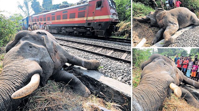 Railway authority to install collision prevention systems at 13 elephant hotspots
