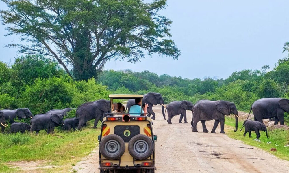 Yala National Park to welcome visitors as Block 1 and 2 reopen