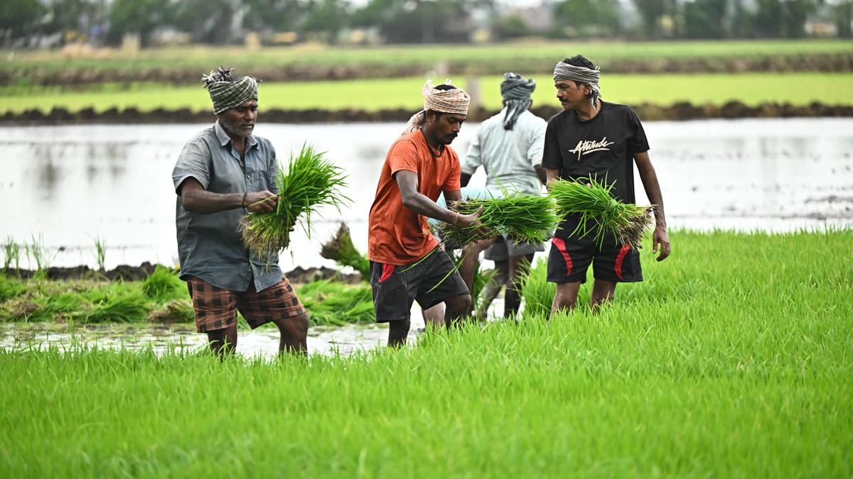 Andhra Pradesh makes farmer ID mandatory for government grain procurement