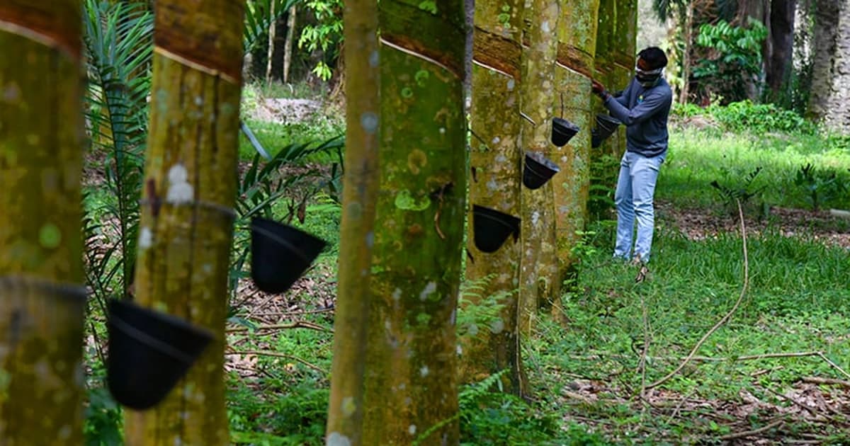 Kerajaan Kaji Langkah Tingkatkan Pendapatan Petani Kecil