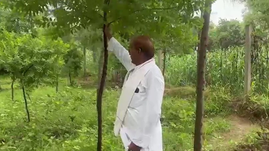 Rajasthan farmers embrace sandalwood cultivation traditionally associated with South India