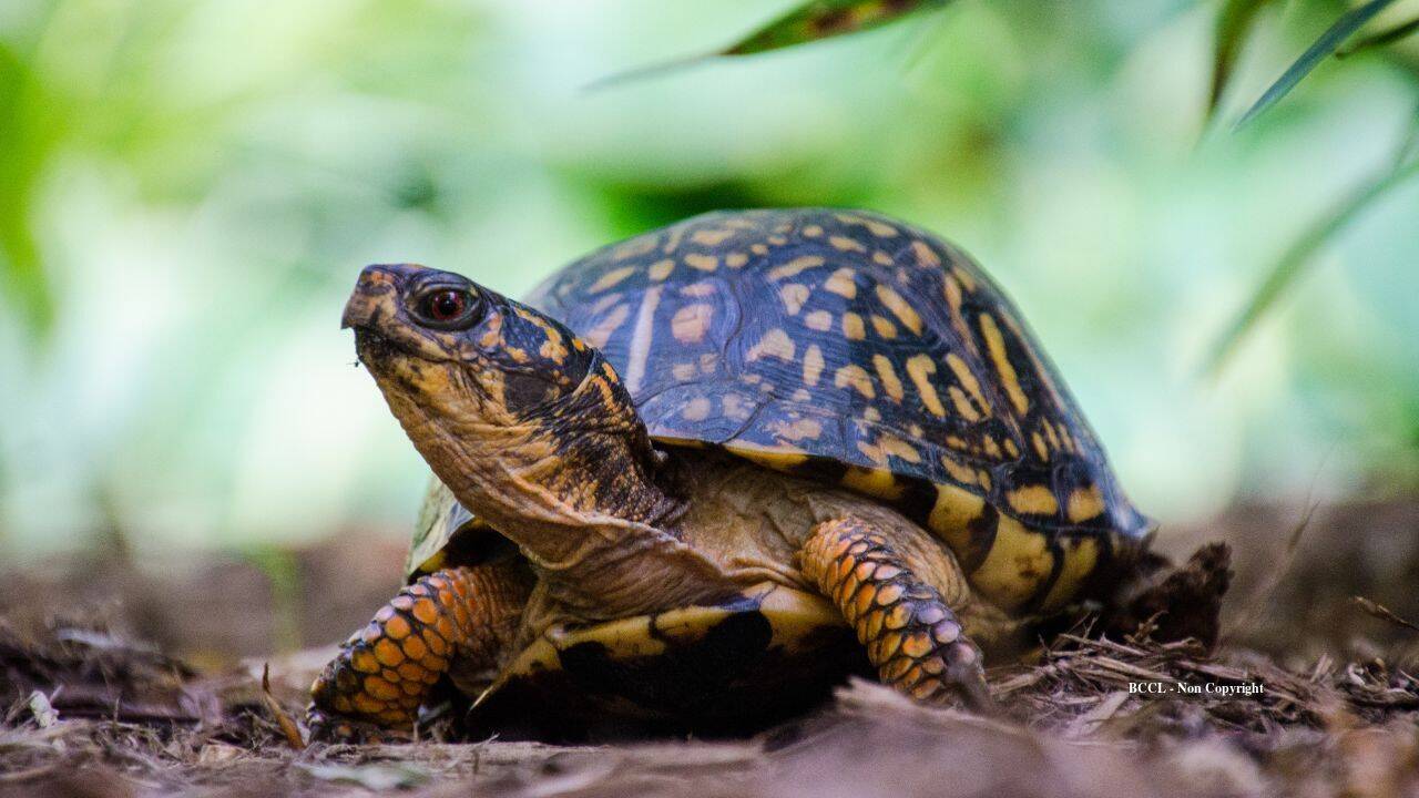 New Jersey wildlife centre rehabilitates 219 abandoned box turtles