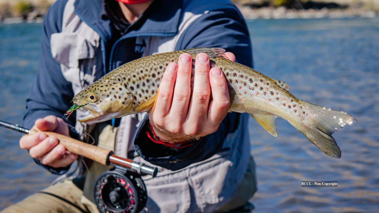 Fish stocking decimated Sierra Nevada frog populations, study finds