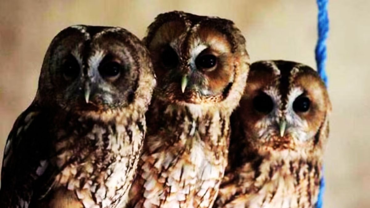 Six orphaned owlets find sanctuary with forest officials in Uttar Pradesh