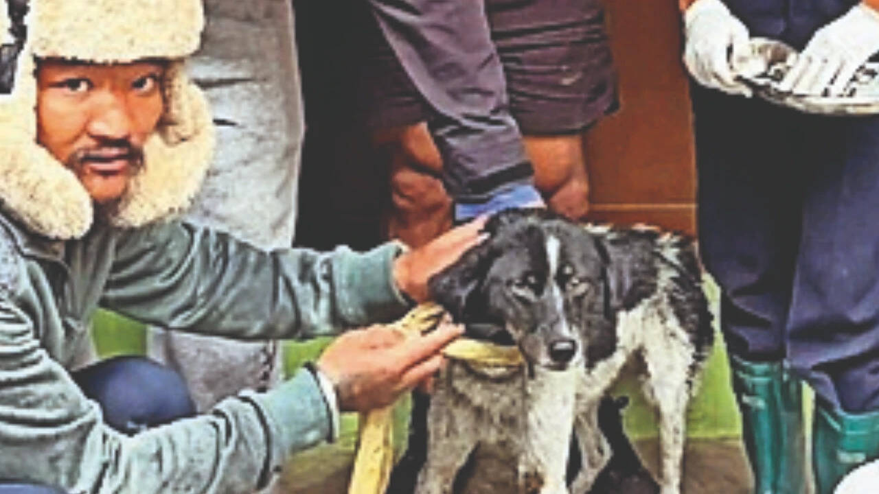 Stranded dog rescued after three weeks wedged between Nepal cliff and river