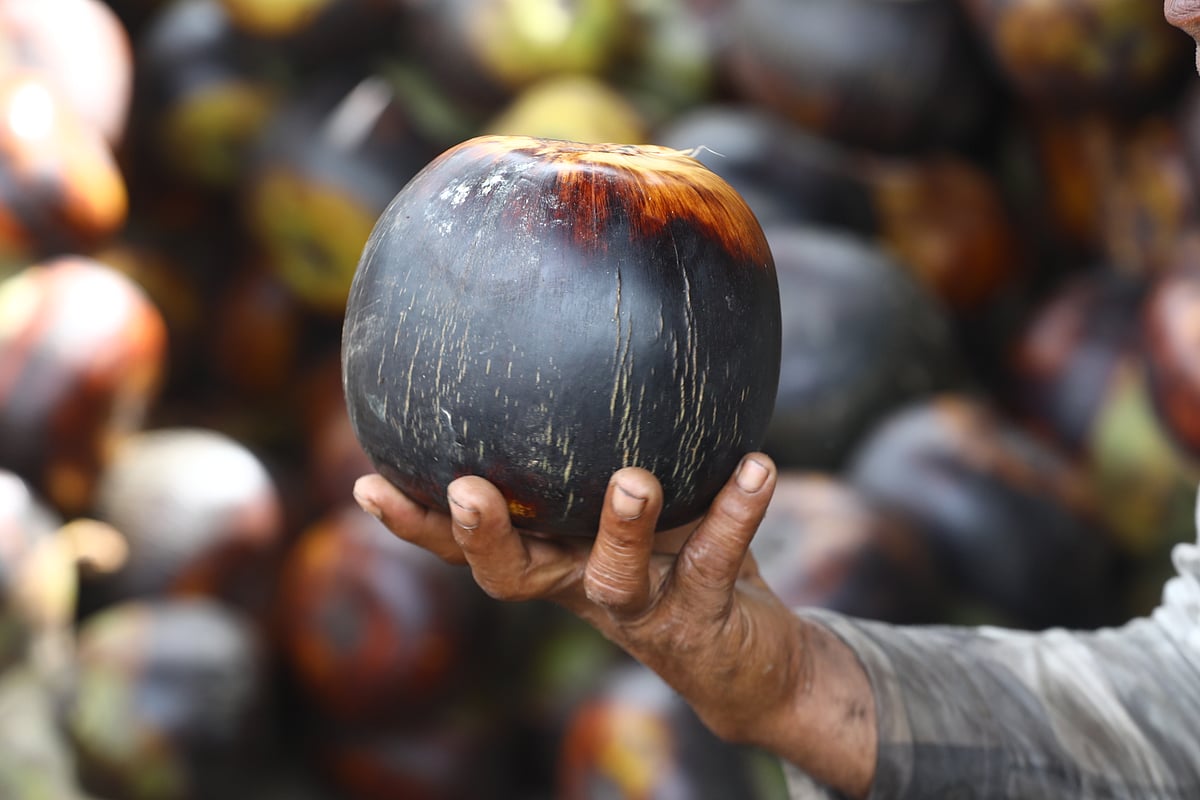 Bhadra region's palm harvest season brings economic boost to local farmers