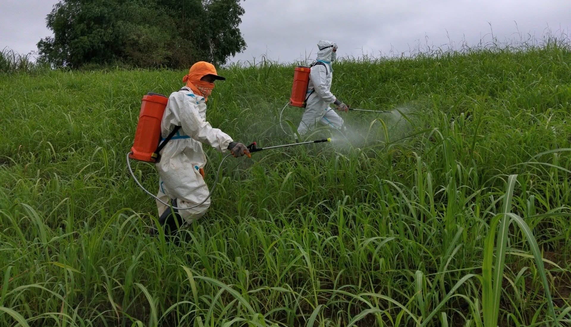 DSWD distributes nearly P678M aid to Negros sugar workers hit by pest crisis