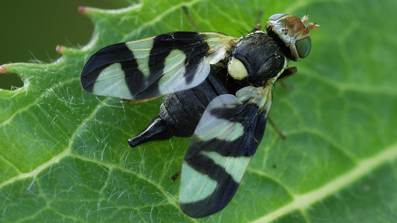 Biological control measure sparks disease outbreak in wildlife ecosystems