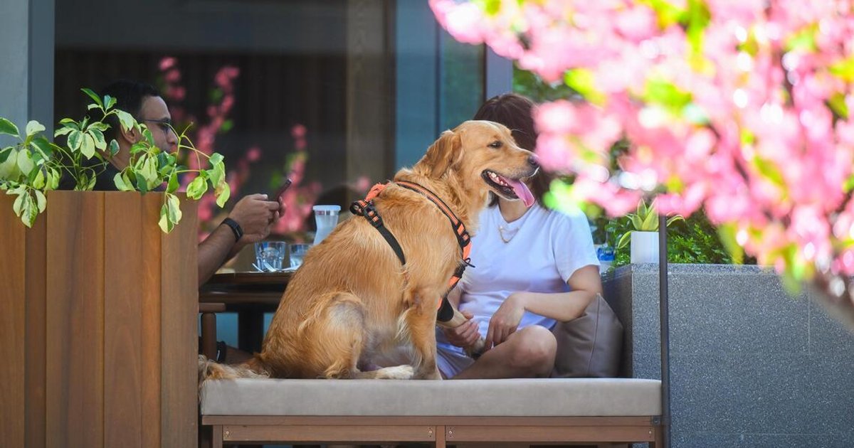 Japan explores stem cells to ease critical canine blood shortage