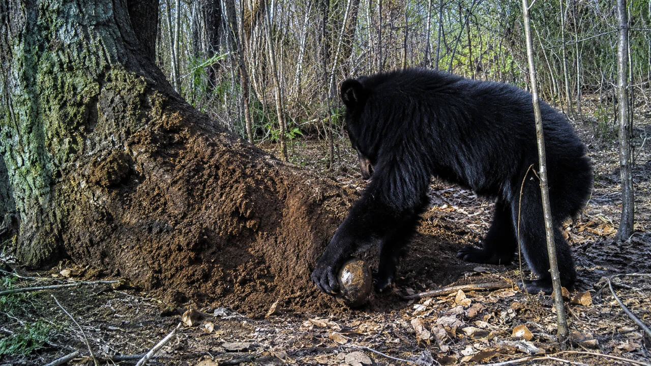 Scientists probe decade-long rock-throwing ritual among wild chimpanzees