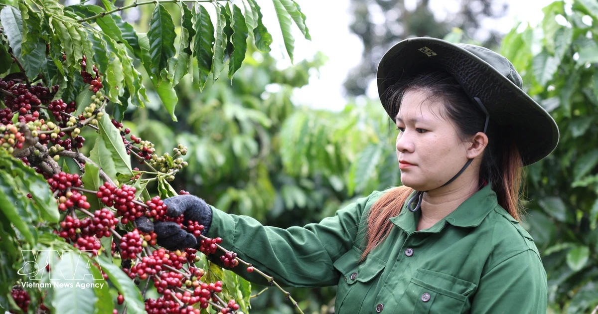 Buon Ma Thuot Coffee Festival targets national status by 2027