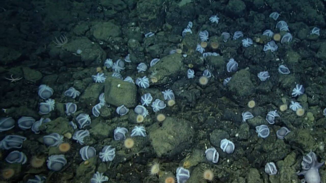 Scientists uncover massive octopus breeding ground off California