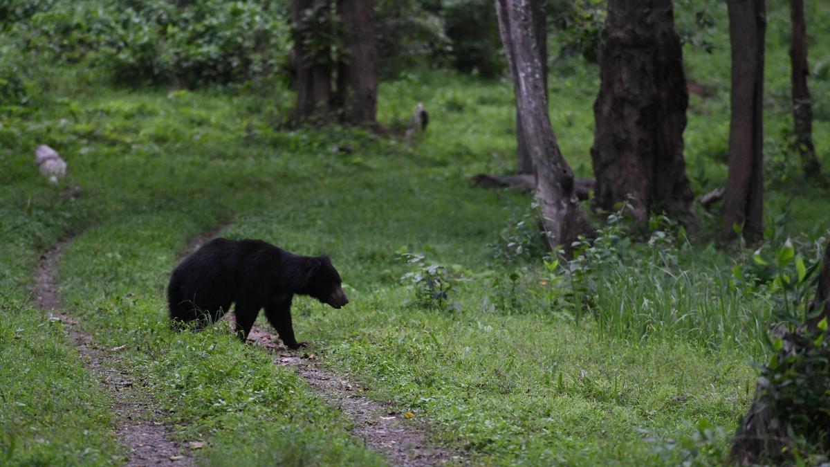 Nilgiris forest officials hold awareness drive on sloth bear safety