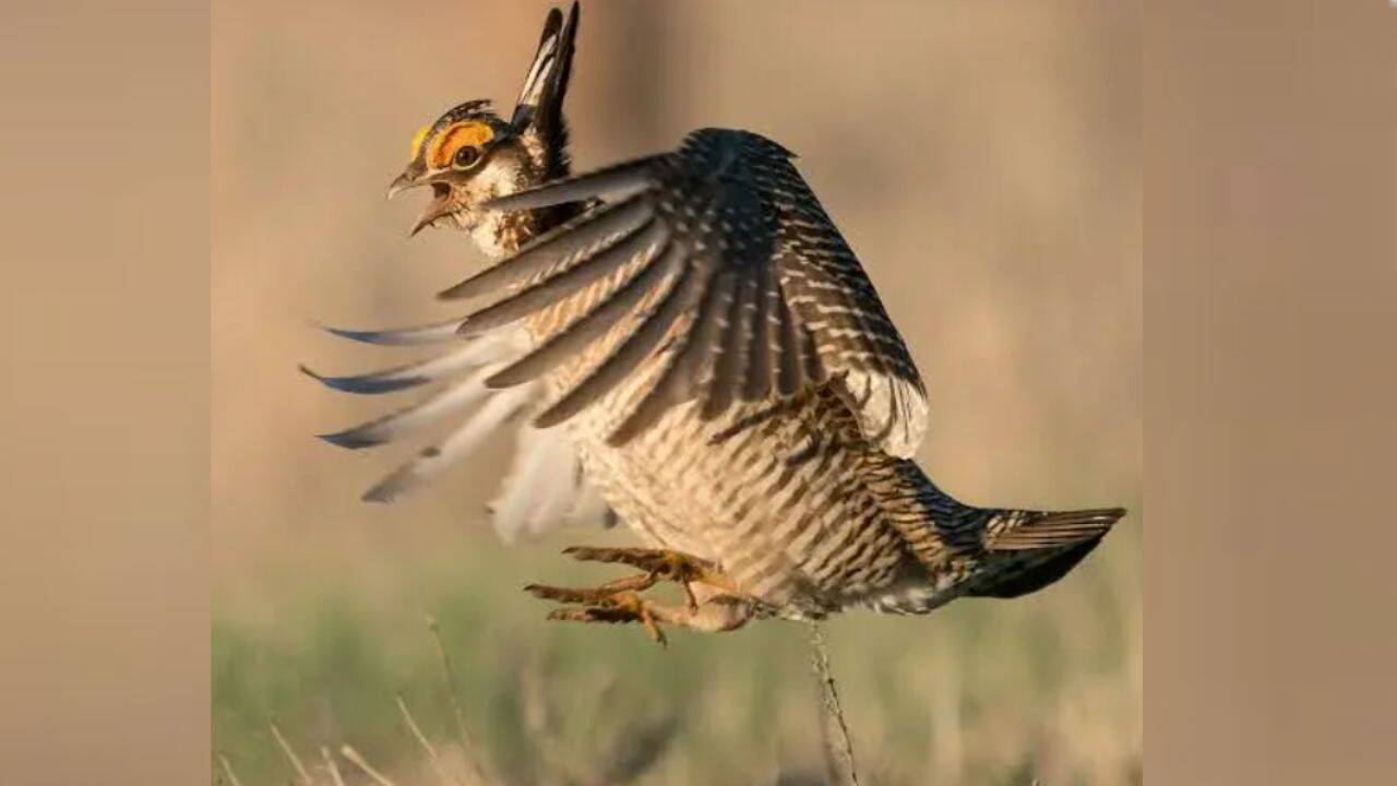 Colorado acquires vast ranch to rescue declining prairie-chicken species