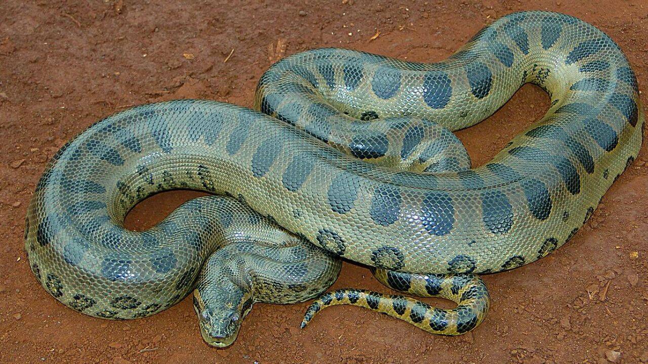 Elusive giants: Why 100-kg anacondas remain hidden in Amazon