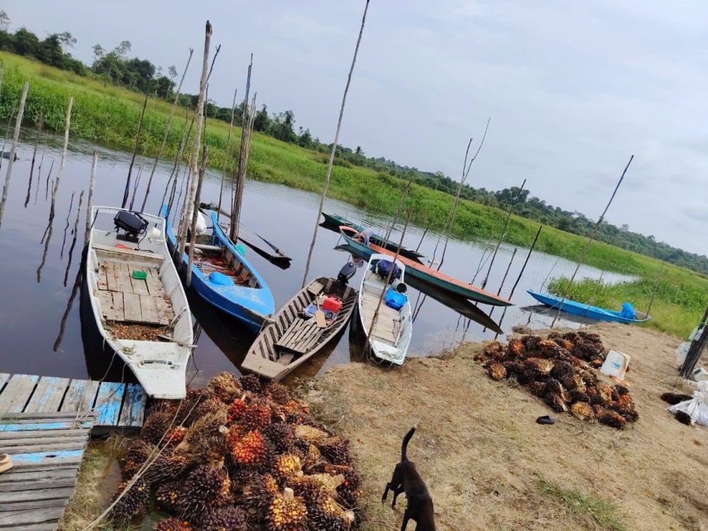 Budak lelaki berusia 13 tahun hilang selepas diserang buaya di Sarawak