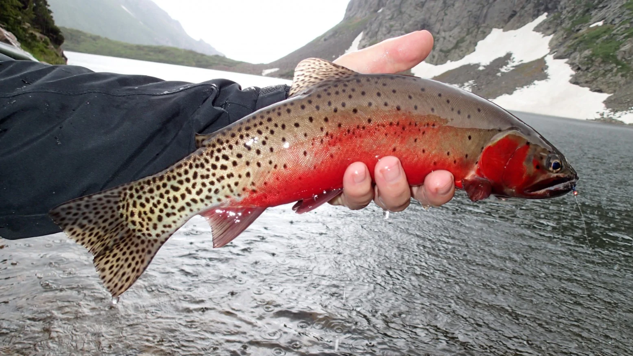 Native fish restoration project succeeds across 120 miles of streams