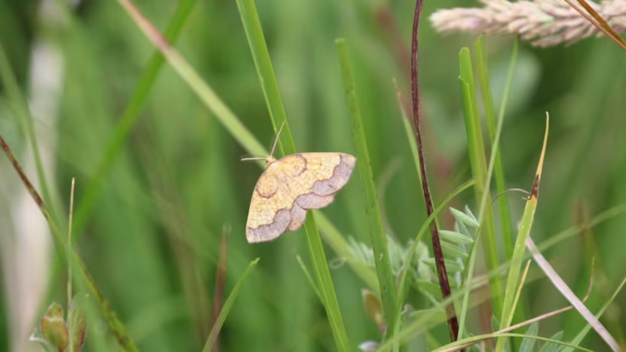 Rare English Moth Species Rediscovered After 70-Year Absence