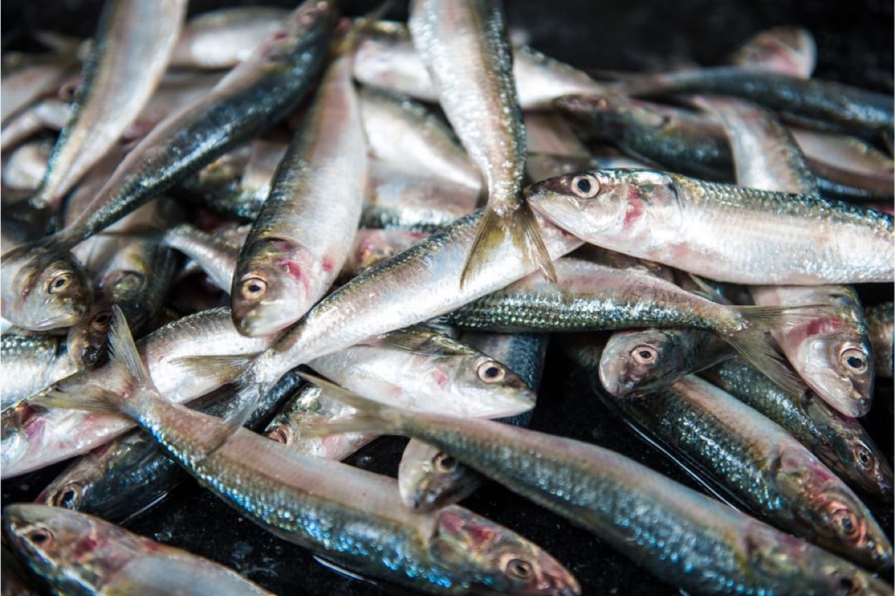 Philippines closes Tayabas Bay fishing season to protect spawning tamban