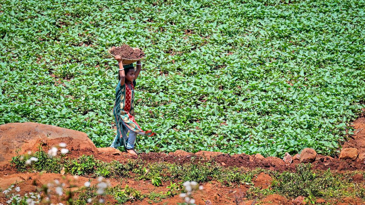 Child labour in agriculture threatens education, warns judge