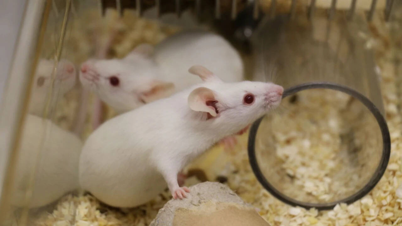 Scientists identify why 'zombie cells' escape immune detection in ageing